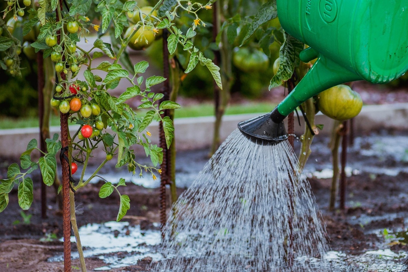 Water Conservation in the Vegetable Garden UNL Water